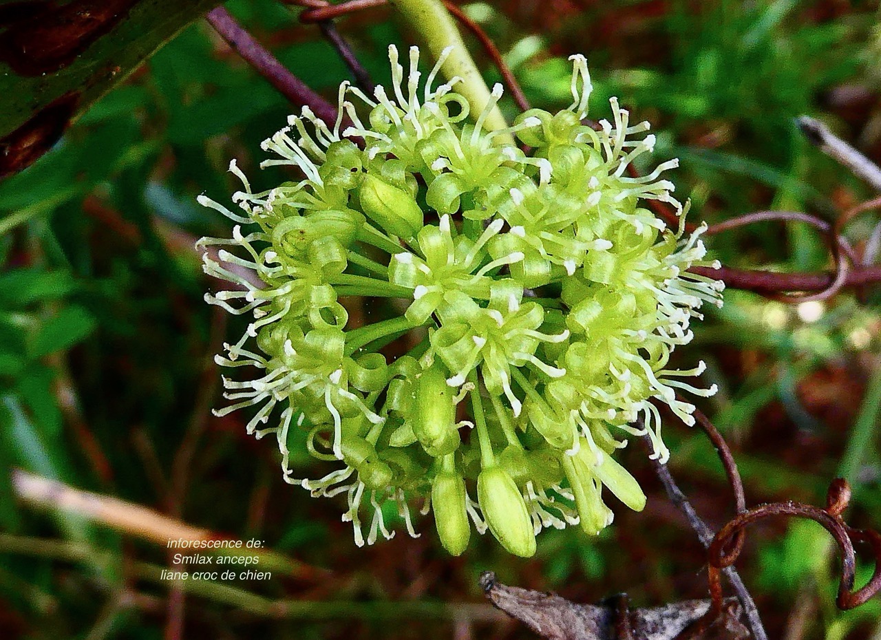 Smilax anceps.croc de chien.smilacaceae.indigène Réunion. (1).jpeg