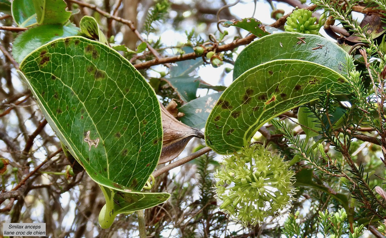 Smilax anceps.croc de chien.smilacaceae.indigène Réunion..jpeg