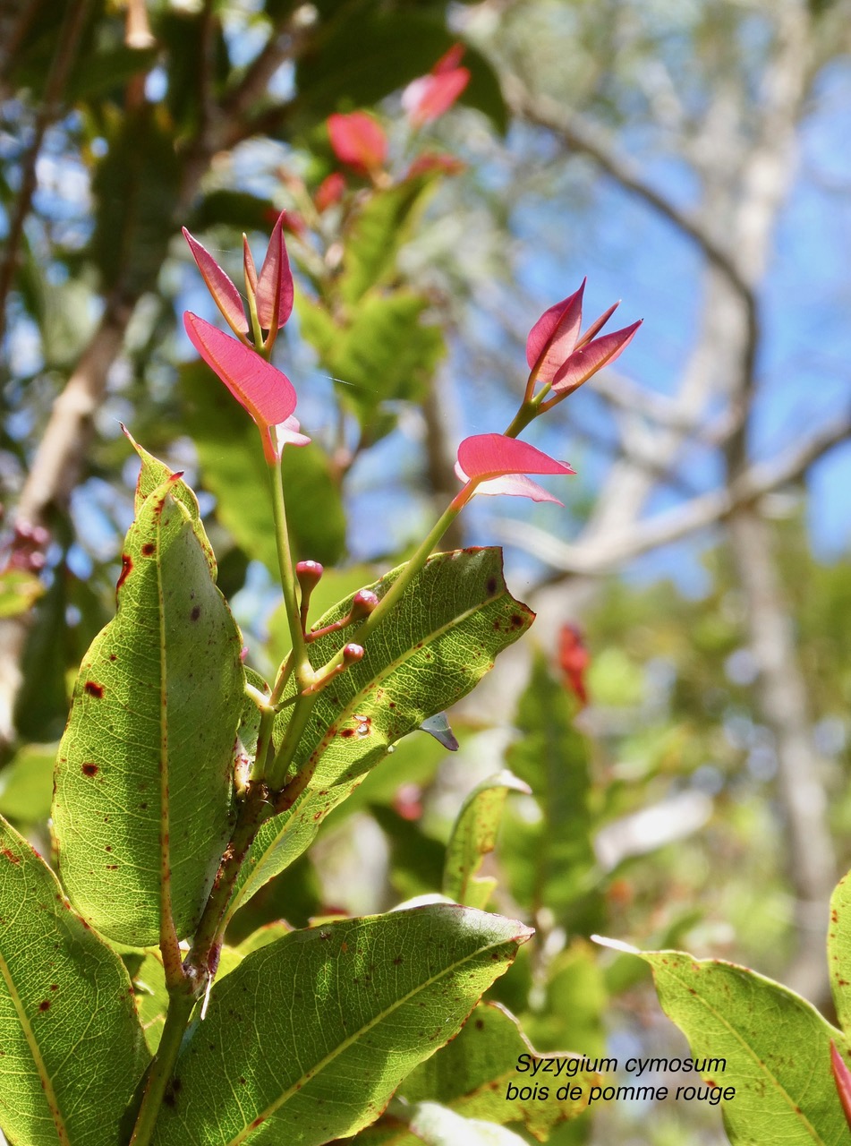 Syzygium cymosum .Bois de pomme rouge.( jeunes feuilles rougeâtres et boutons floraux )myrtaceae.endémique Réunion Maurice..jpeg