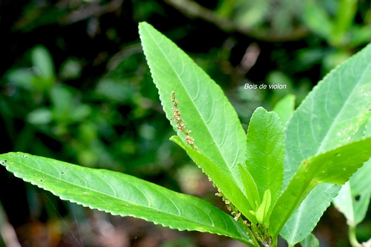 Acalypha integrifolia Bois de violon Euph orbiaceae Indigène La Réunion 1235.jpeg