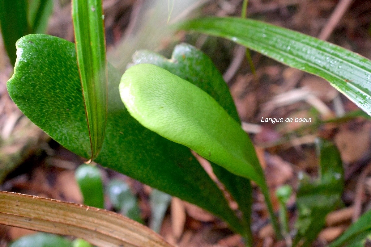 Antrophyopsis boryana Langue de boeuf Pterida ceae Indigène La Réunion, Maurice 1360.jpeg