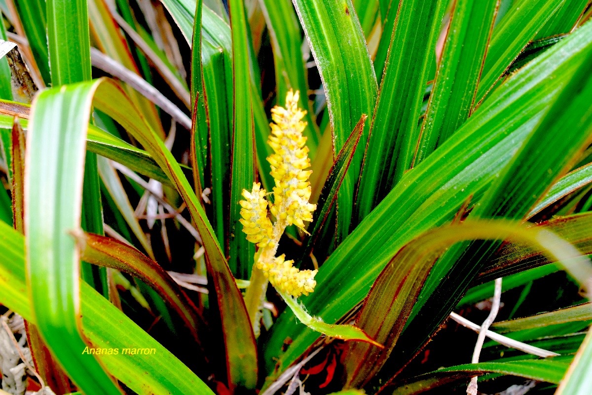 Astelia hemichrysa Ananas marron Astel iaceae Endémique La Réunion 1258.jpeg