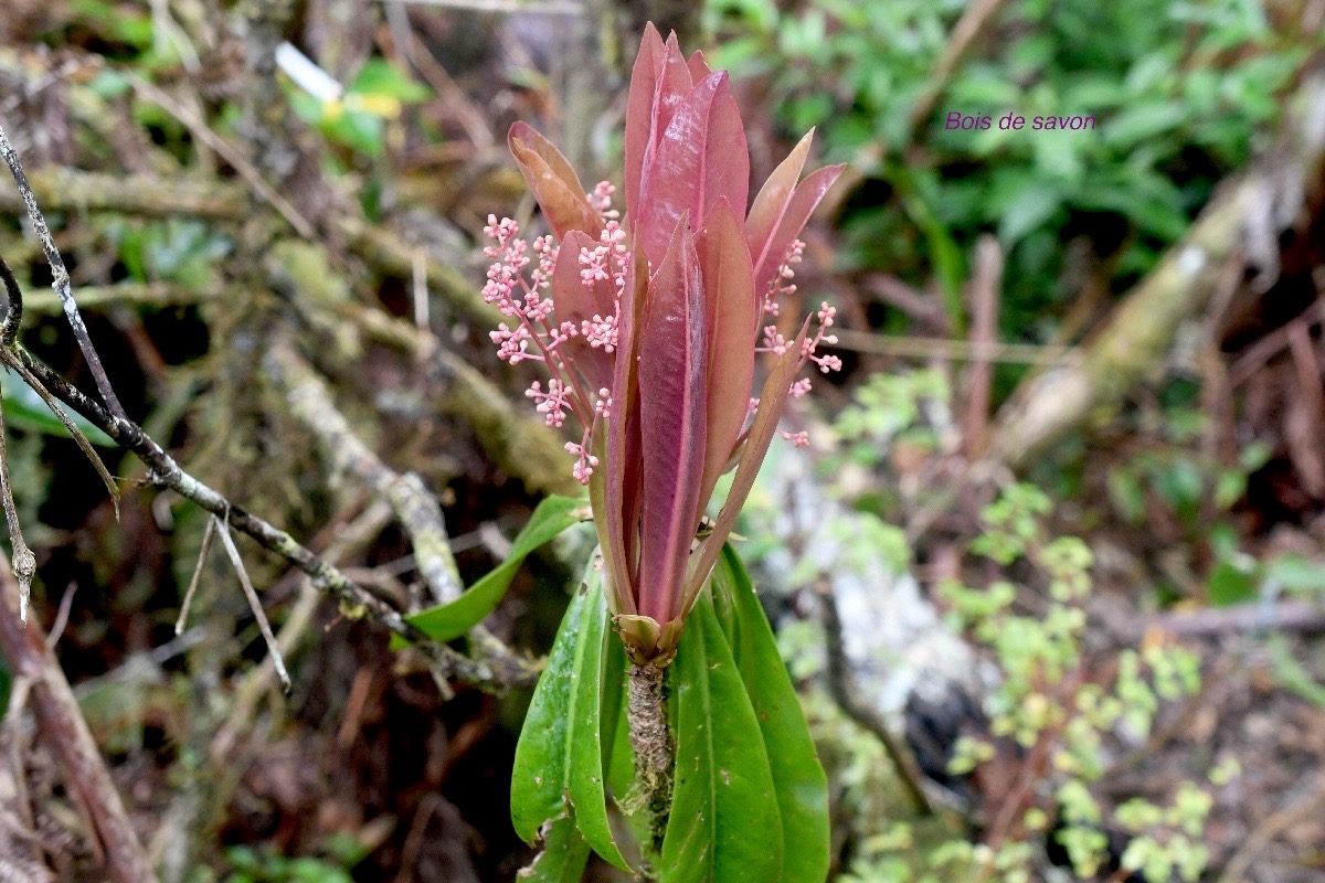 Badula borbonica Bois de savon Primul aceae Endémique La Réunion 1348.jpeg