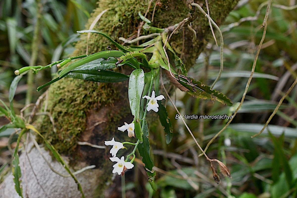 Beclardia macrostachya Orchidaceae Ende?m ique Madagascar et Mascareignes 1351.jpeg