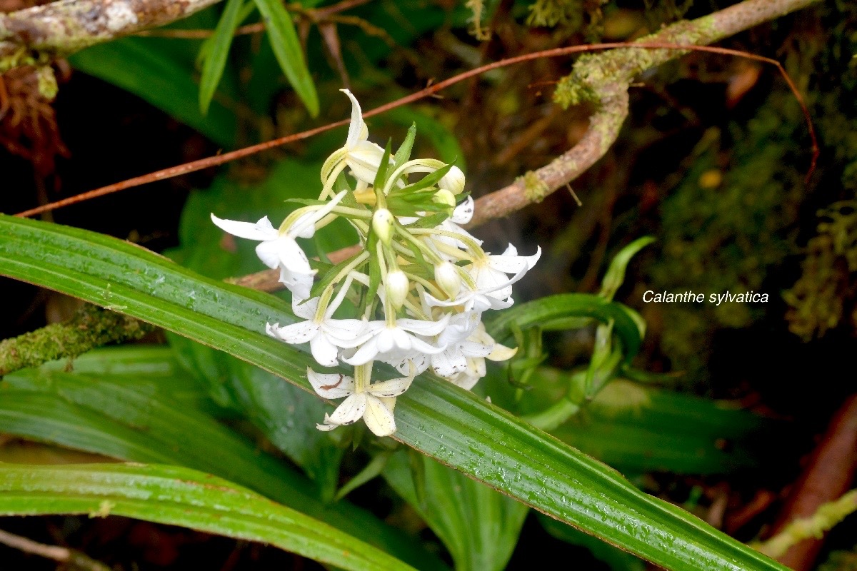 Calanthe sylvatica Orchidaceae  Indigène La Réunion 1310.jpeg