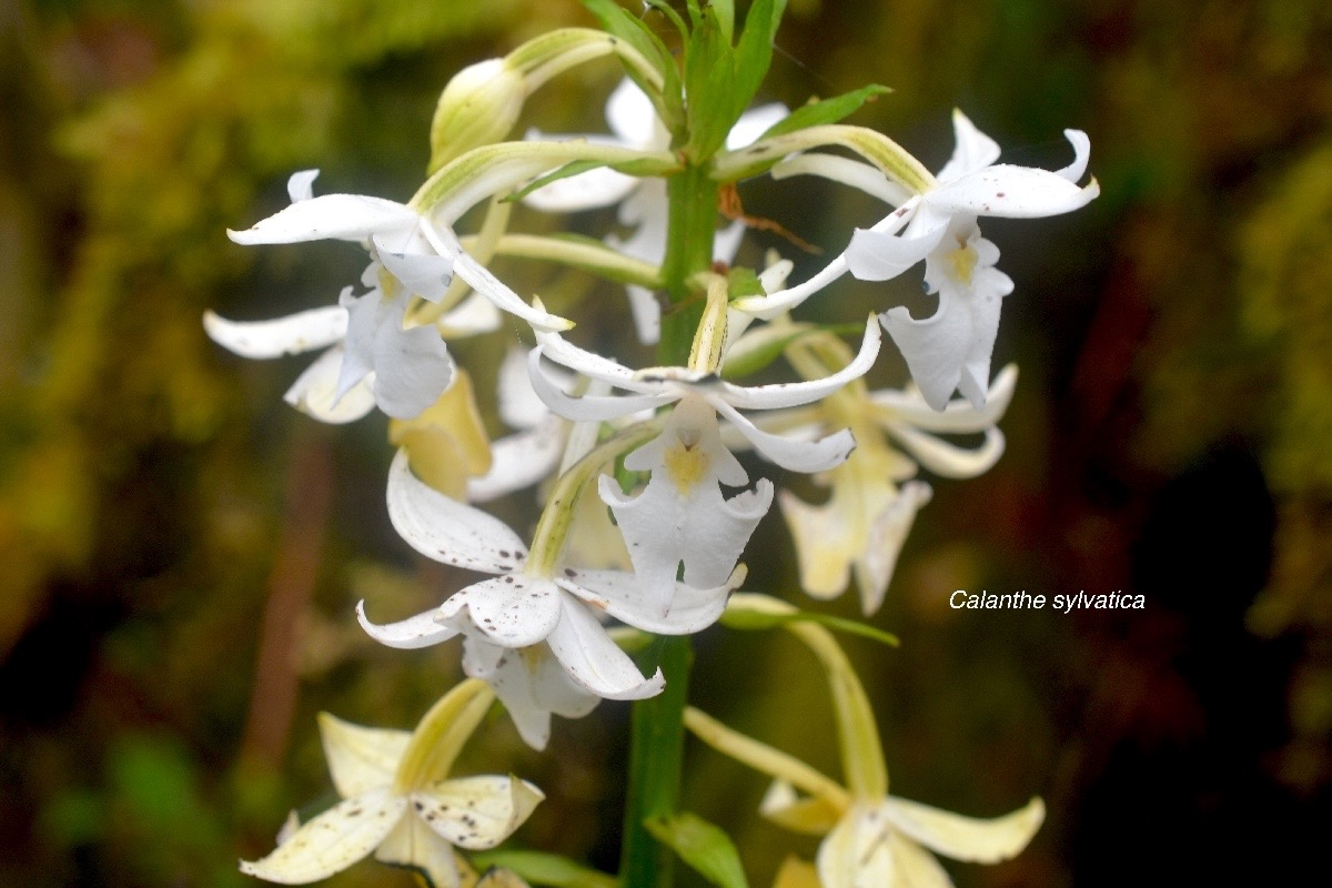 Calanthe sylvatica Orchidaceae  Indigène La Réunion 1317.jpeg