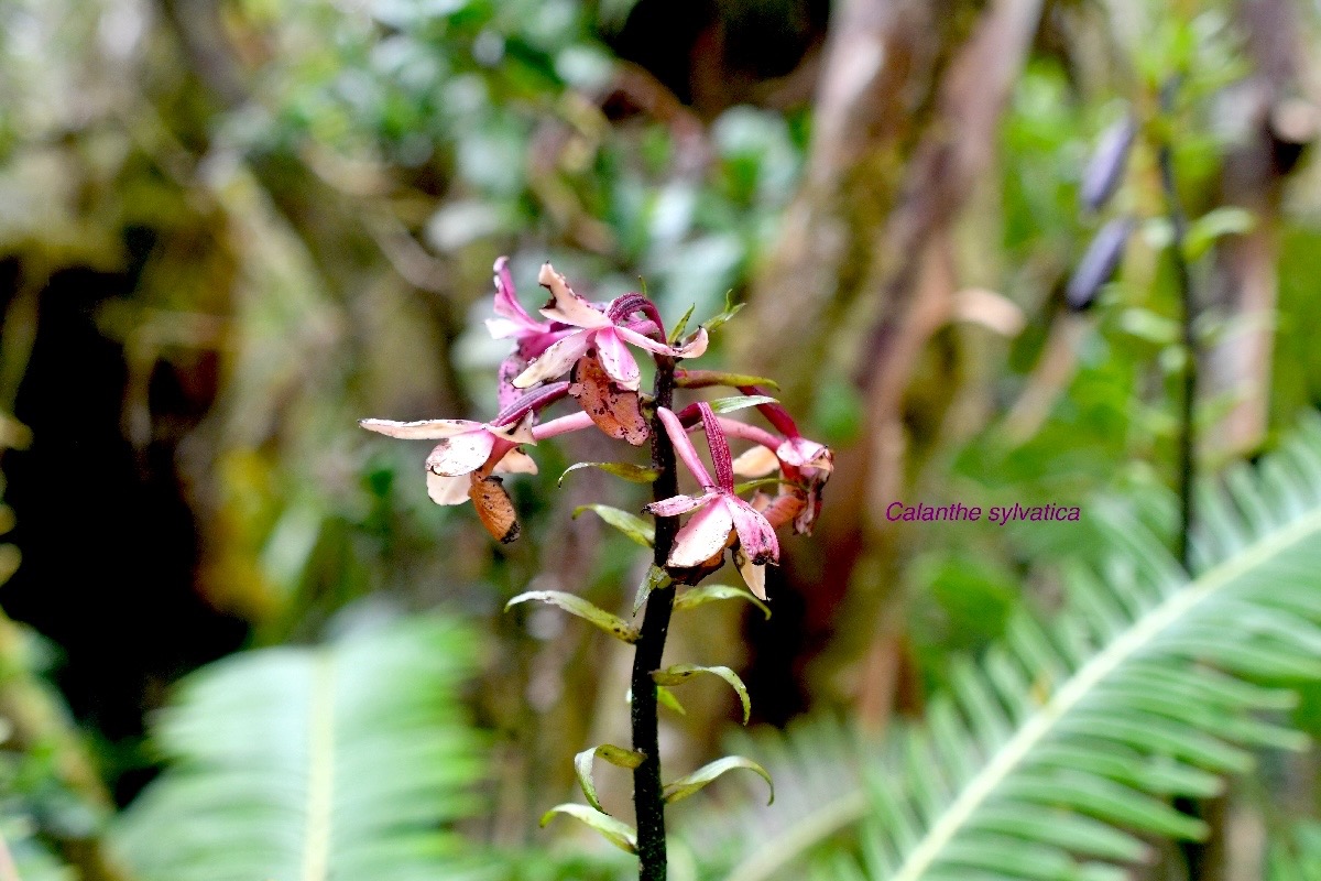 Calanthe sylvatica Orchidaceae  Indigène La Réunion 1347.jpeg