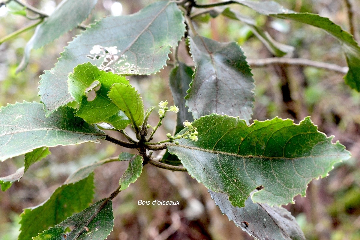 Claoxylon dolichostachyum Bois d'oiseaux Eu phorbiaceae Endémique La Réunion 1255.jpeg