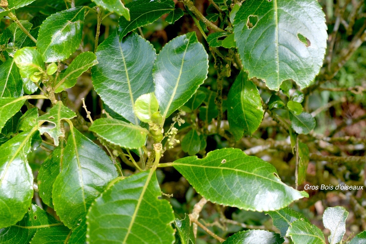 Claoxylon glandulosum Gros Bois d'oiseaux Euphorbiaceae Endémique La Réunion 1186.jpeg