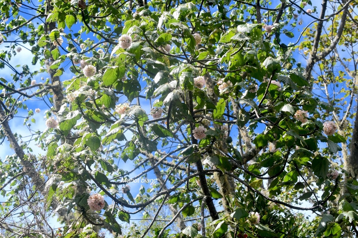 Dombeya ciliata Mahot blanc Malvaceae Endémique La Réunion 1201.jpeg