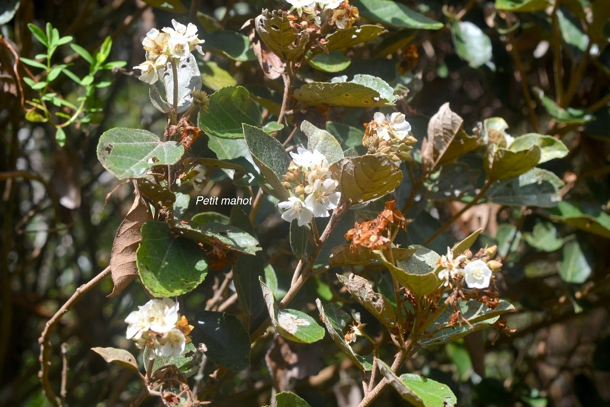 Dombeya ficulnea Petit mahot Malvaceae Endémique La Réunion 1237.jpeg