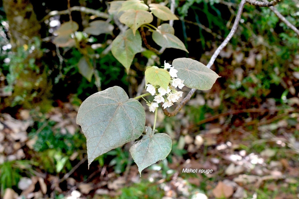 Dombeya reclinata Mahot rouge Malvaceae Endémique La Réunion 1200.jpeg