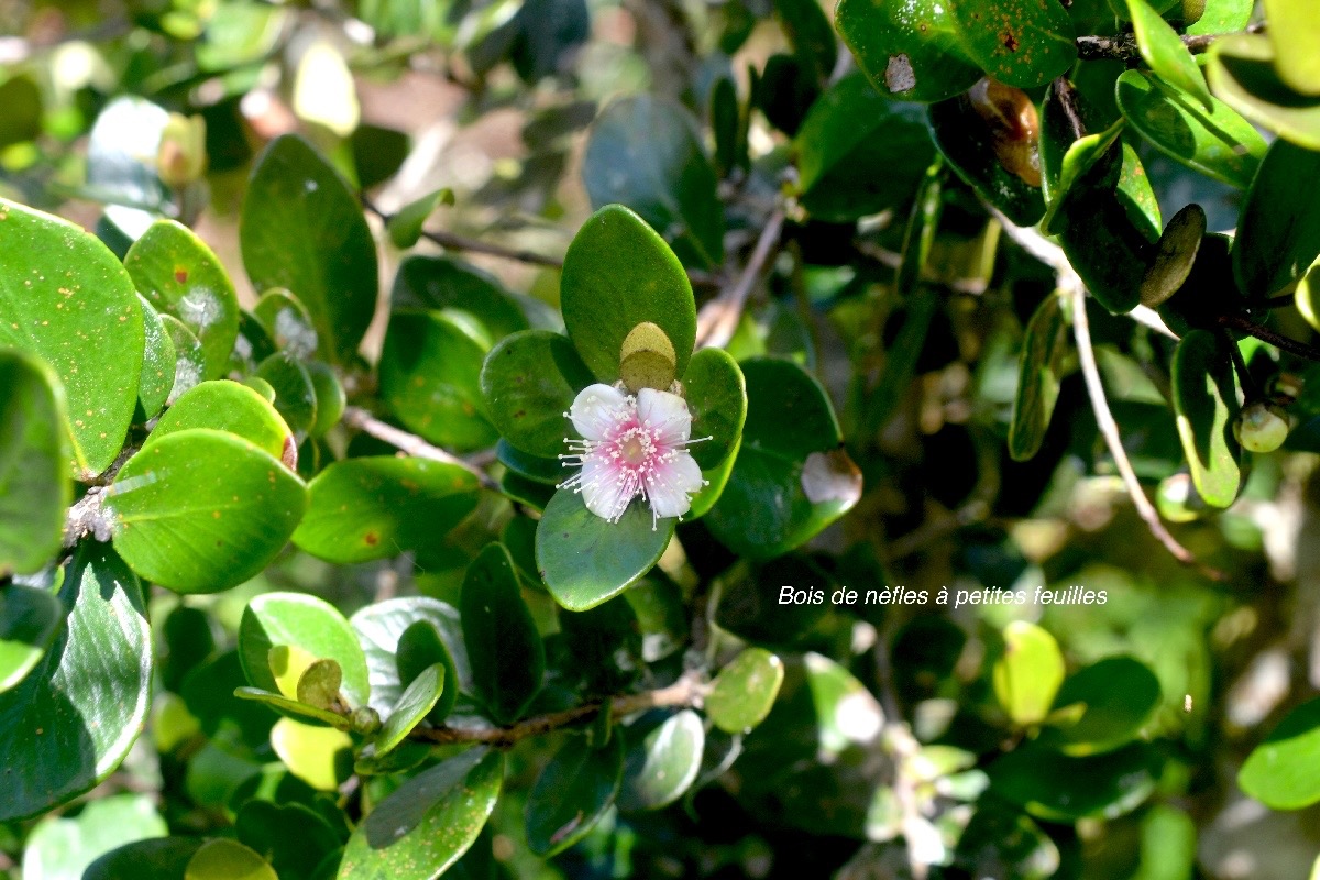 Eugenia buxifolia Bois de nèfles à petites feuilles Myrtaceae Endémique La Réunion 1239.jpeg