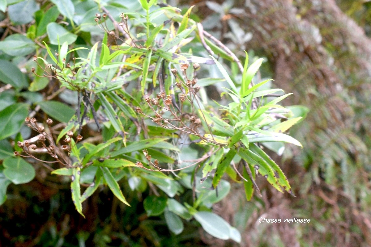 Faujasia salicifolia Chasse vieillesse As teraceae Endémique La Réunion 1216.jpeg