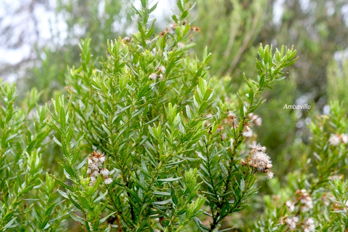 Hubertia ambavilla Ambaville Asteraceae  Endémique La Réunion, Maurice 1245.jpeg