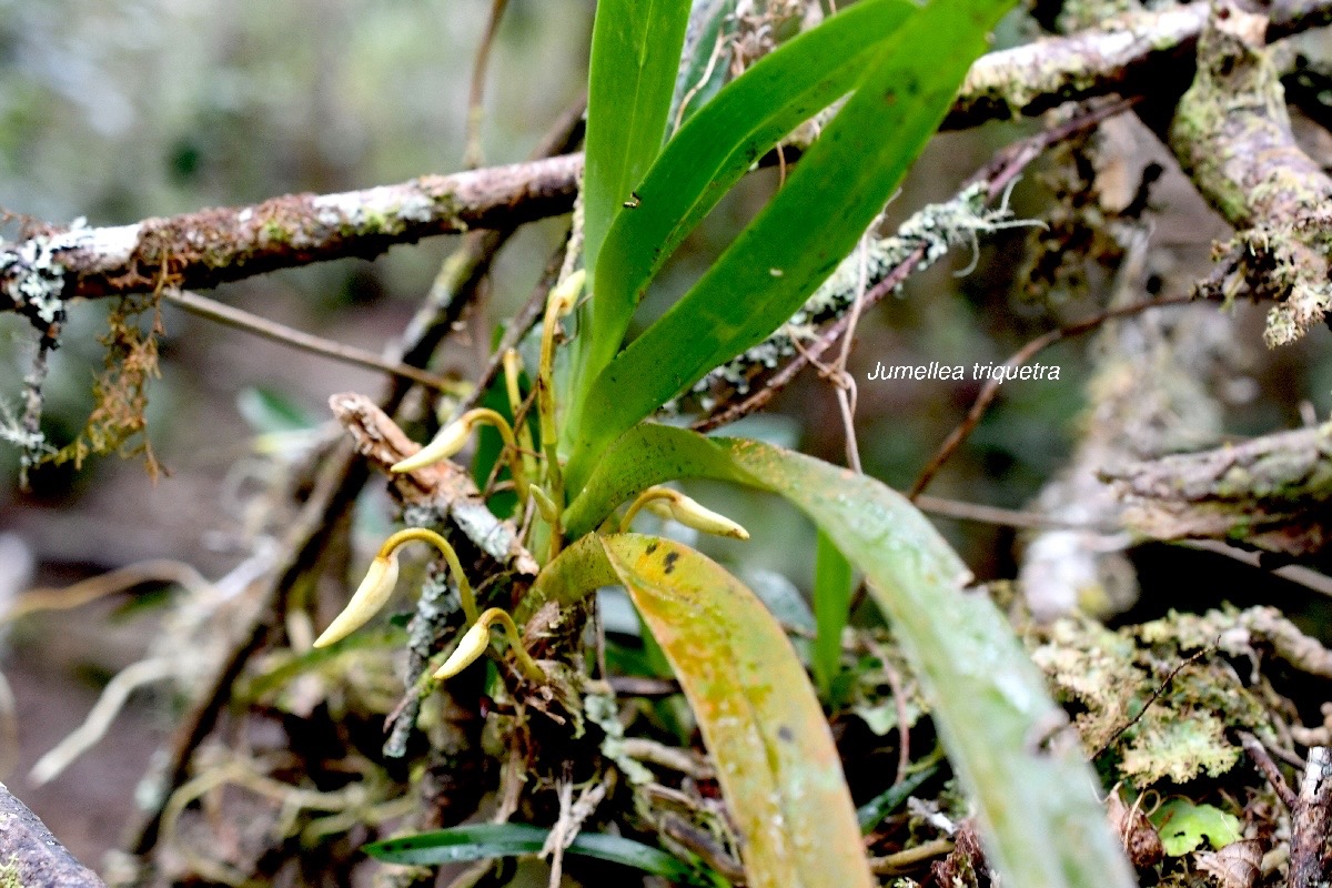 Jumellea triquetra Orchidaceae  Endémique La Réunion 1307.jpeg