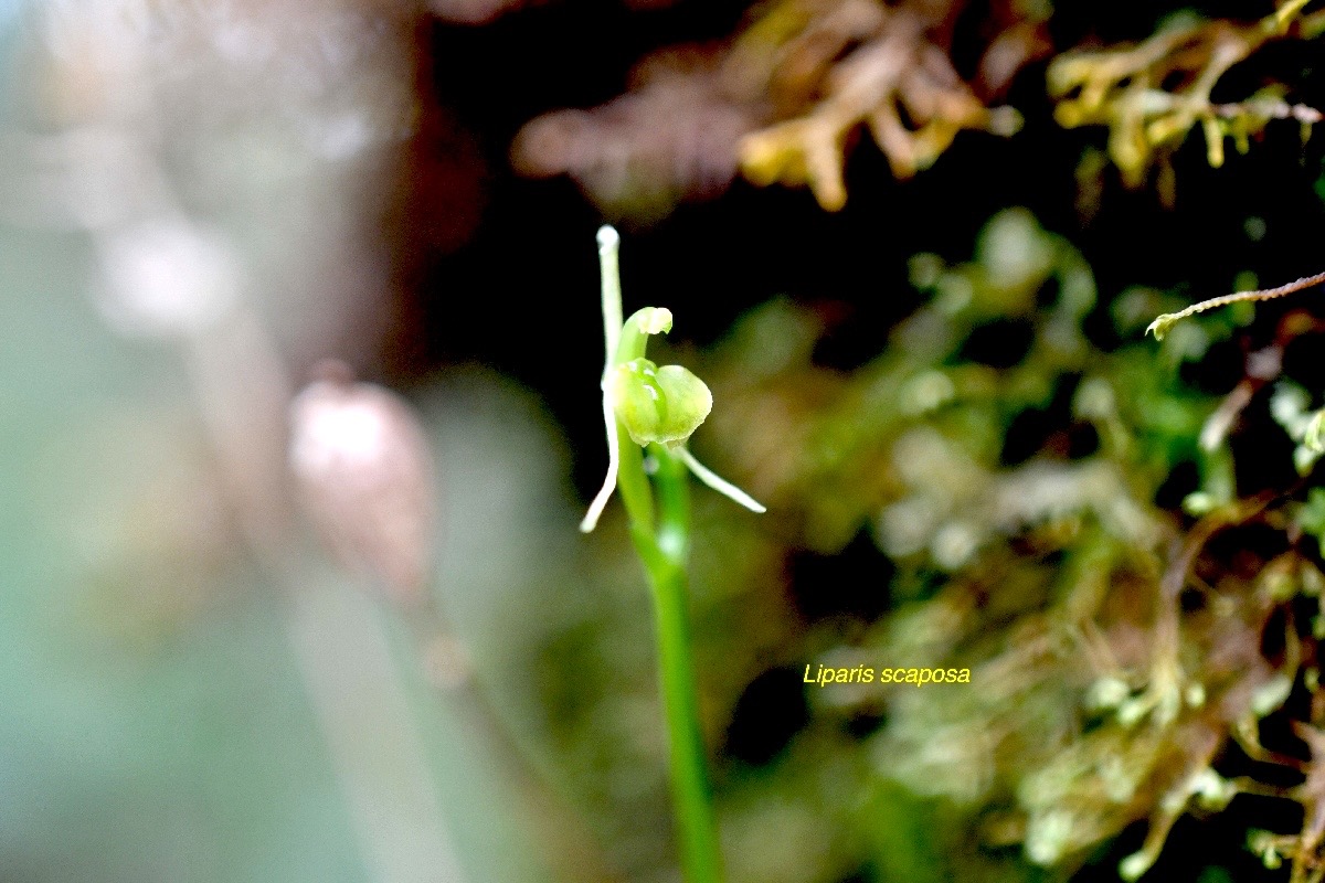 Liparis scaposa Orchidaceae En démique La Réunion 1301.jpeg