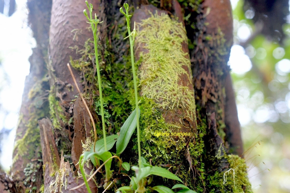 Liparis scaposa Orchidaceae En démique La Réunion 1322.jpeg