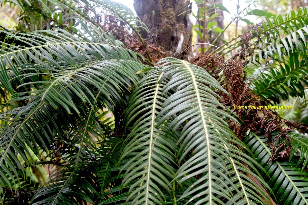 Lomaridium attenuatum Blechnaceae Indigène La Réunion 1259.jpeg