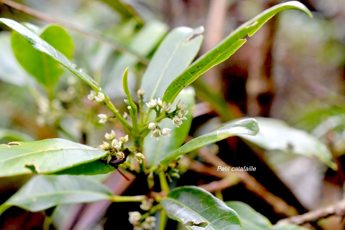 Melicope borbonica Petit catafaille Ru taceae Endémique La Réunion 1267.jpeg