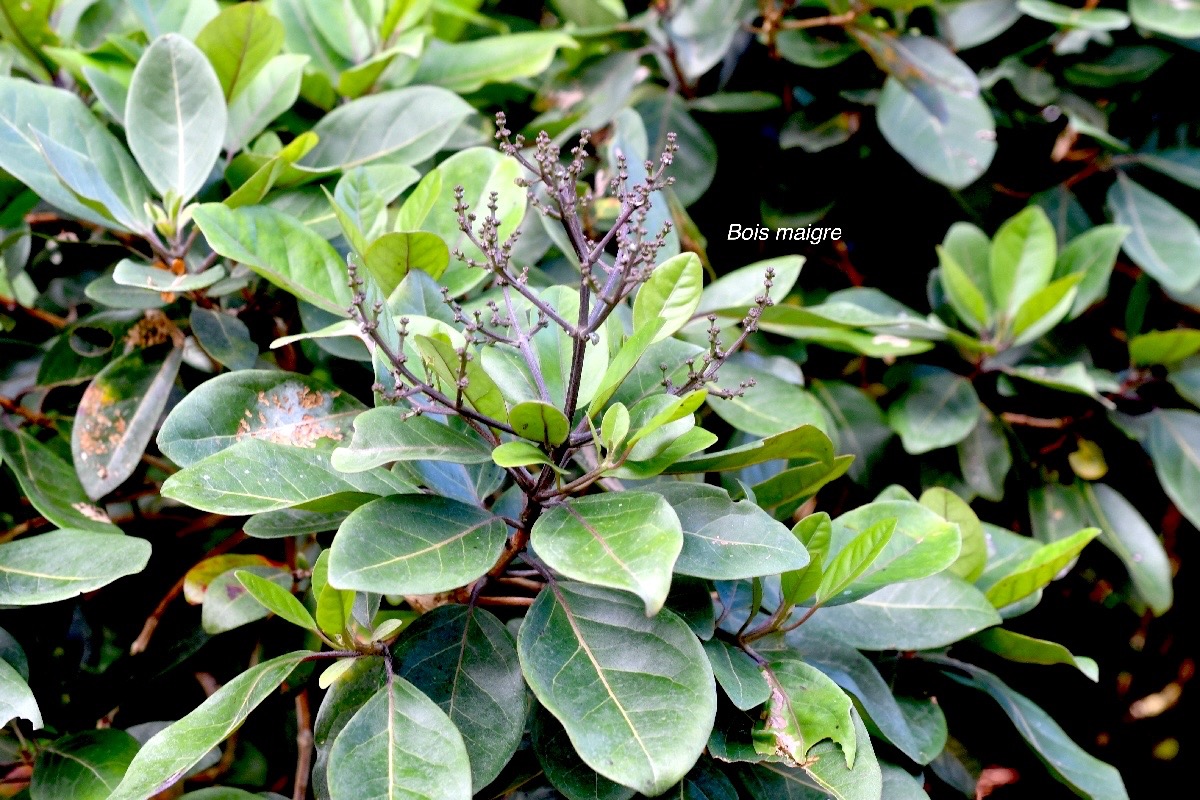 Nuxia verticillata Bois maigre Loganiaceae  Endémique La Réunion, Maurice 1229.jpeg