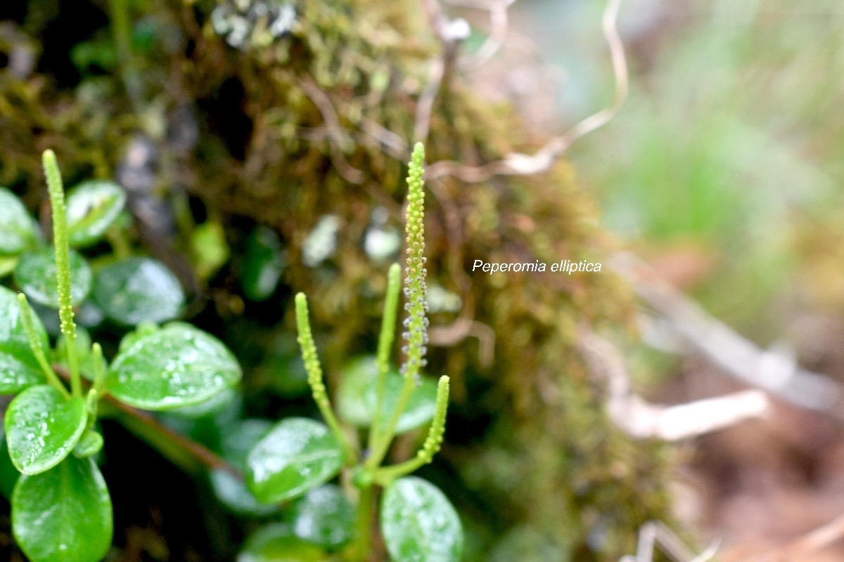 Peperomia elliptica Piperaceae Ende? mique La Réunion ,Maurice 1371.jpeg