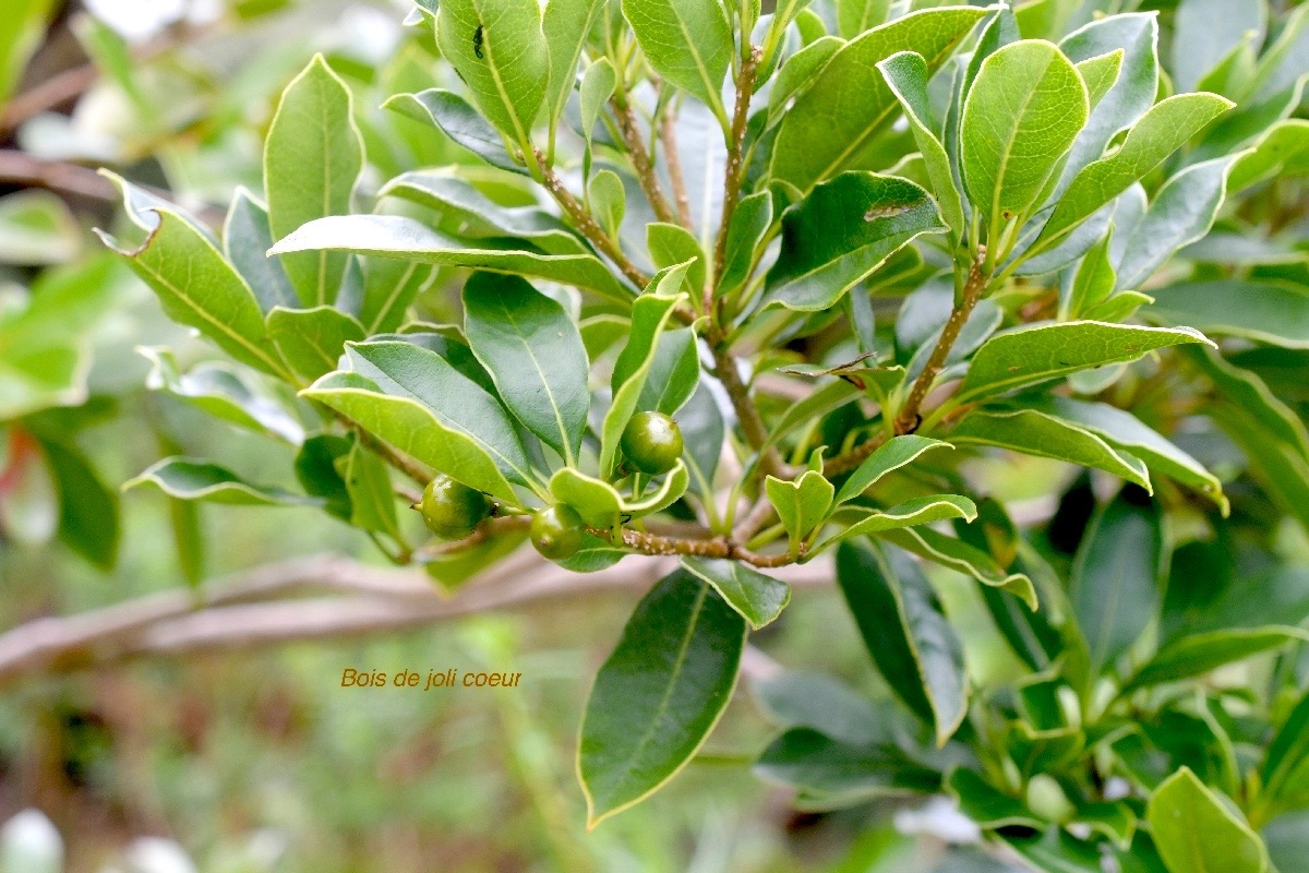 Pittosporum senacia Bois de joli coeur Pittosporaceae Indigène La Réunion 1251.jpeg