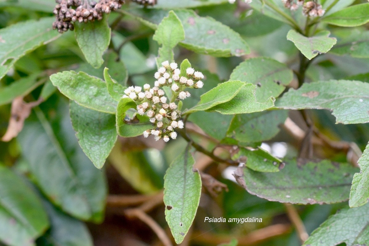 Psiadia amygdalina Asteraceae E ndémique La Réunion 1209.jpeg