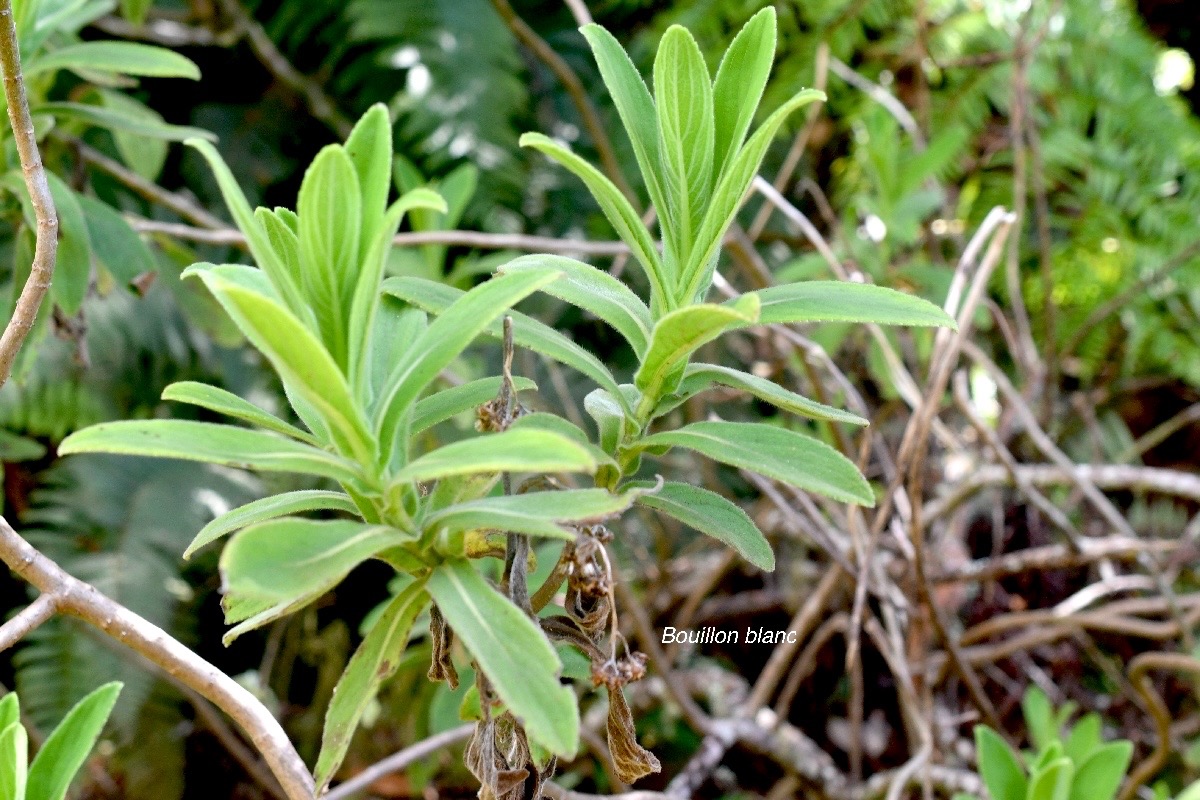 Psiadia anchusifolia Bouillon blanc Ast eraceae Endémique La Réunion 1210.jpeg