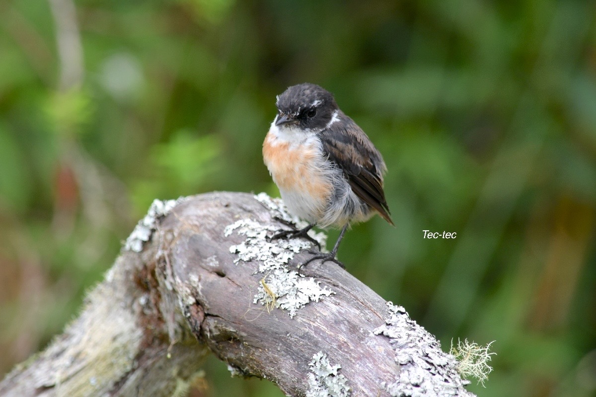 Saxicola tectes Tec-tec Muscicapid ae Endémique La Réunion 1253.jpeg