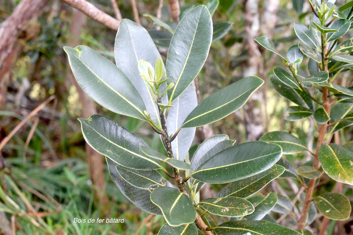 Sideroxylon borbonicum Bois de fer ba?tard  Sapotaceae Endémique La Réunion 1257.jpeg