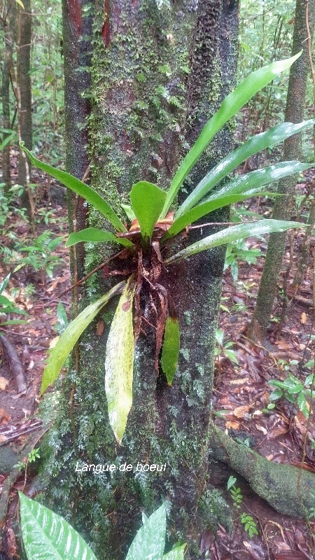 Antrophyum boryanum Langue de boeuf Pt eridaceae Indigène La Réunion 10.jpeg