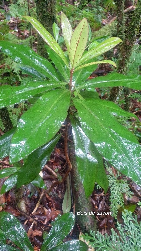 Badula barthesia Bois de savon Primu laceae Endémique La Réunion 23.jpeg