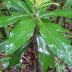 Badula barthesia Bois de savon Primu laceae Endémique La Réunion 23.jpeg