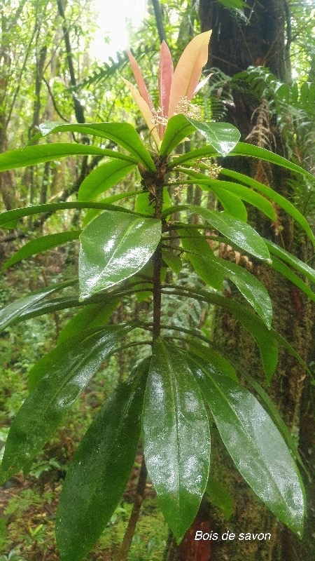 Badula borbonica Bois de savon Primu laceae Endémique La Réunion 16.jpeg