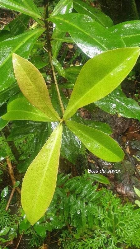 Badula grammisticta Bois de savon Pri mulaceae Endémique La Réunion 7.jpeg