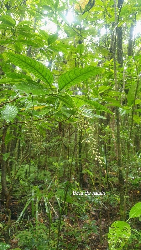 Bertiera rufa Bois de raisin Rubia ceae Endémique La Réunion 47.jpeg