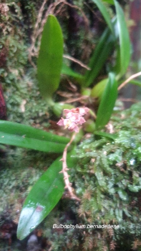 Bulbophyllum bernadetteae Orchidac eae Endémique La Réunion 20.jpeg