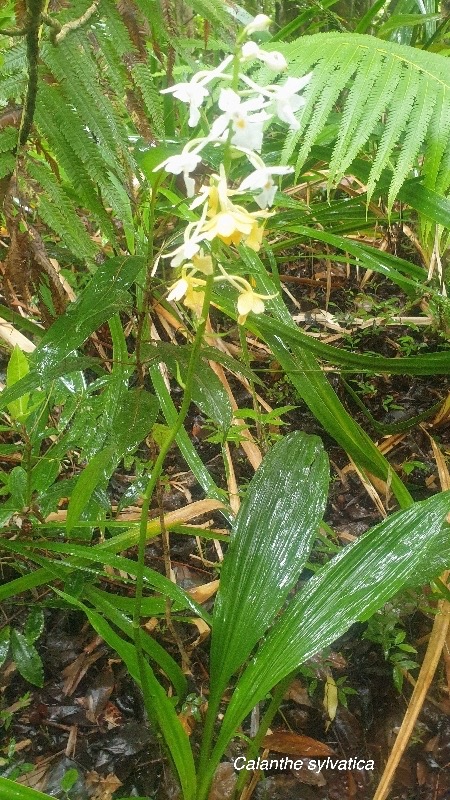 Calanthe sylvatica Orchidaceae  Indigène La Réunion 47.jpeg