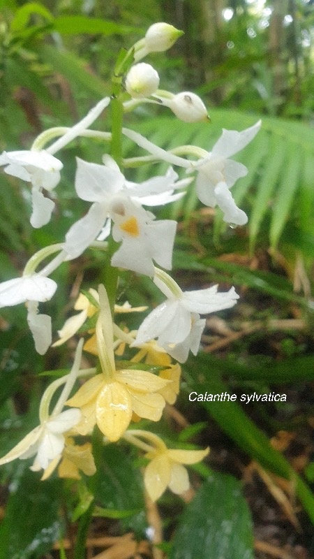 Calanthe sylvatica Orchidaceae Indigène La Réunion 53.jpeg