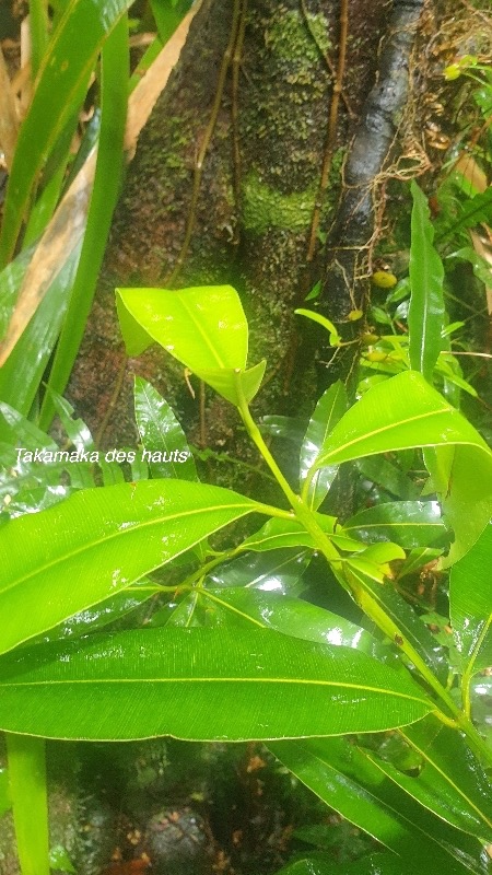 Calophyllum tacamahaca Takamaka des hauts Clus iaceae Endémique La Réunion, Maurice 18.jpeg