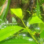 Calophyllum tacamahaca Takamaka des hauts Clus iaceae Endémique La Réunion, Maurice 18.jpeg