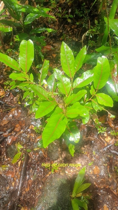 Casearia coriaceae Bois de cabri rouge Salic aceae Endémique La Réunion, Maurice 53.jpeg