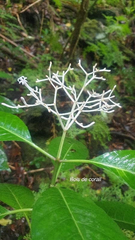 Chassalia corallioides Bois de corail R ubiaceae Endémique La Réunion 29.jpeg