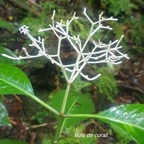 Chassalia corallioides Bois de corail R ubiaceae Endémique La Réunion 29.jpeg