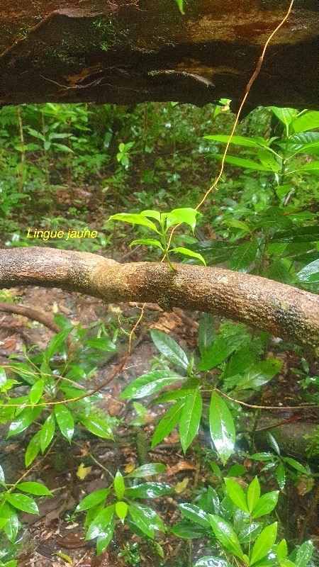 Danais fragrans Lingue jaune Rubia ceae Indigène La Réunion 18.jpeg