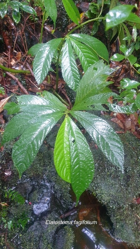 Elatostema Fagifolium Urticacea e Endémique La Réunion 6.jpeg