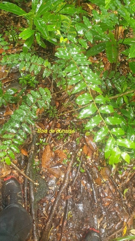 Grangeria borbonica Bois de punaise Chrysobala naceae Endémique La Réunion, Maurice 12.jpeg