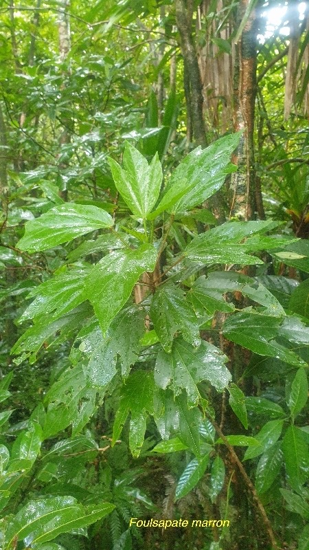 Hibiscus boryanus Foulsapate marron Malvac eae Endémique La Réunion, Maurice 02.jpeg