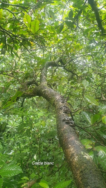 Homalium paniculatum Corce blanc Salicace ae Endémique La Réunion, Maurice 44.jpeg